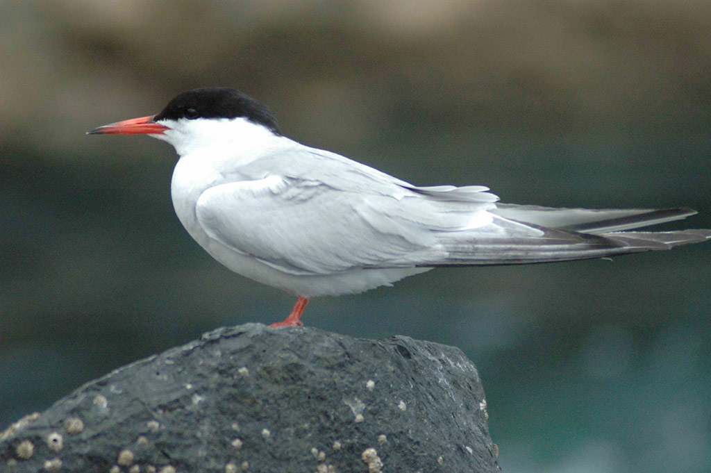 ImgJoaoPaulo 028 2 red