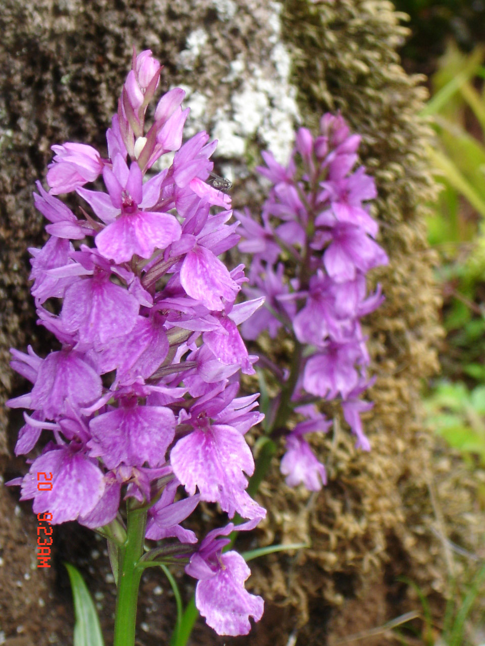 faunaDacthylorizafoliosa re