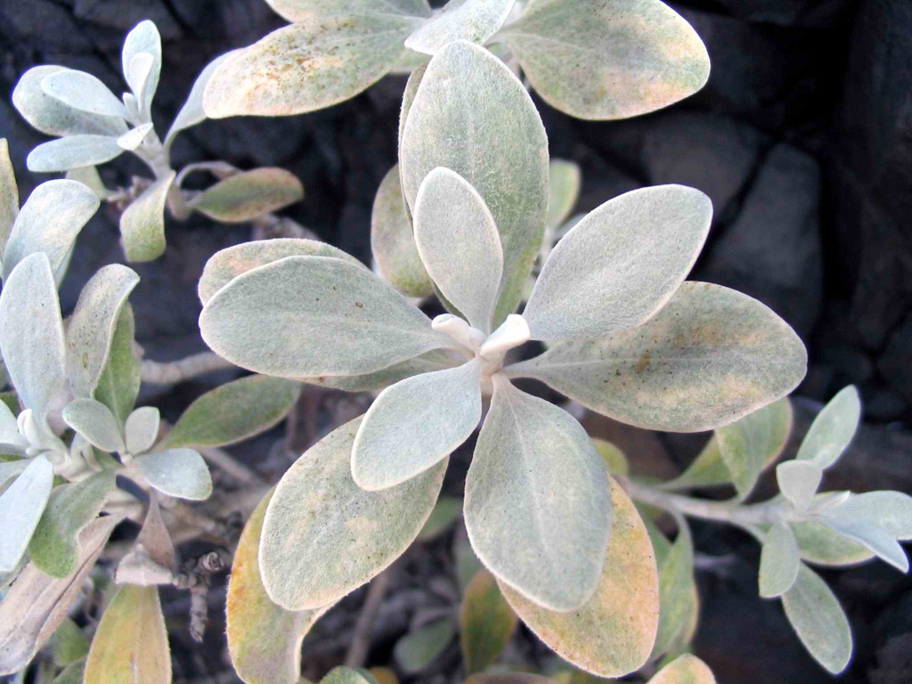 faunajoaoPaulo0402 red