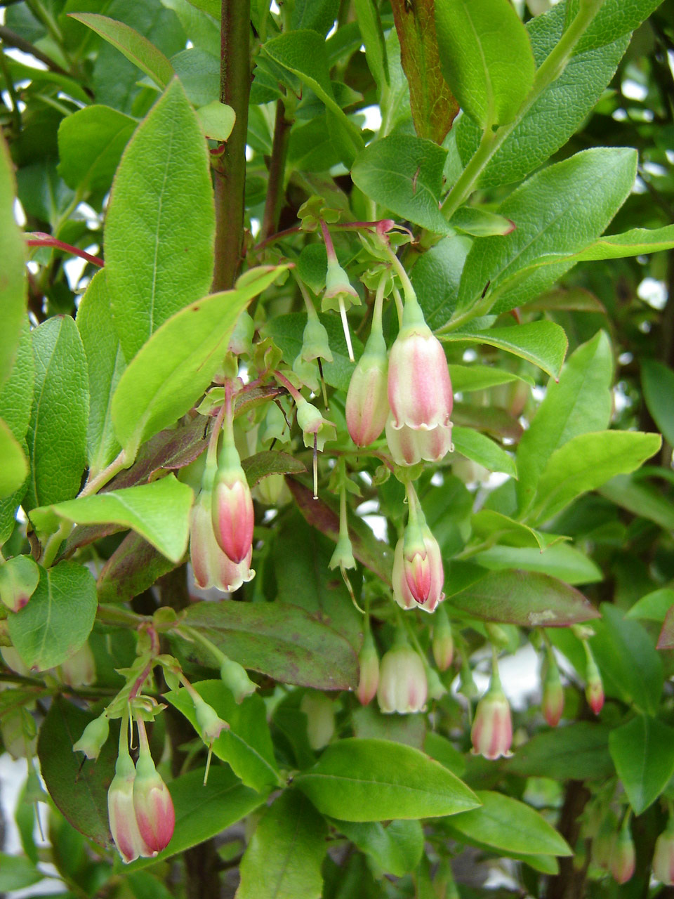 faunauveiraserra red