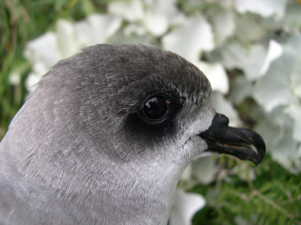 freiramadeiraFilipe Viveiro