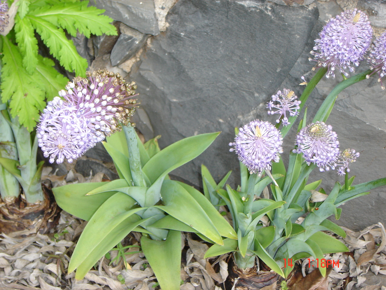 ciladamadeirascillamaderensis