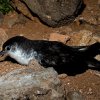 Pintainho - Puffinus assimilis