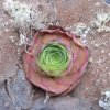 Aeonium glandulosum
