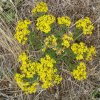 Senecio incrassatus