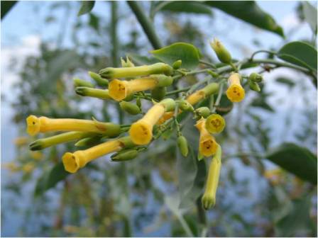 12_nicotiana_glauca