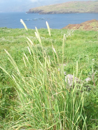 4_phalaris