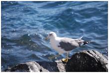 gaivotapatasamarelas