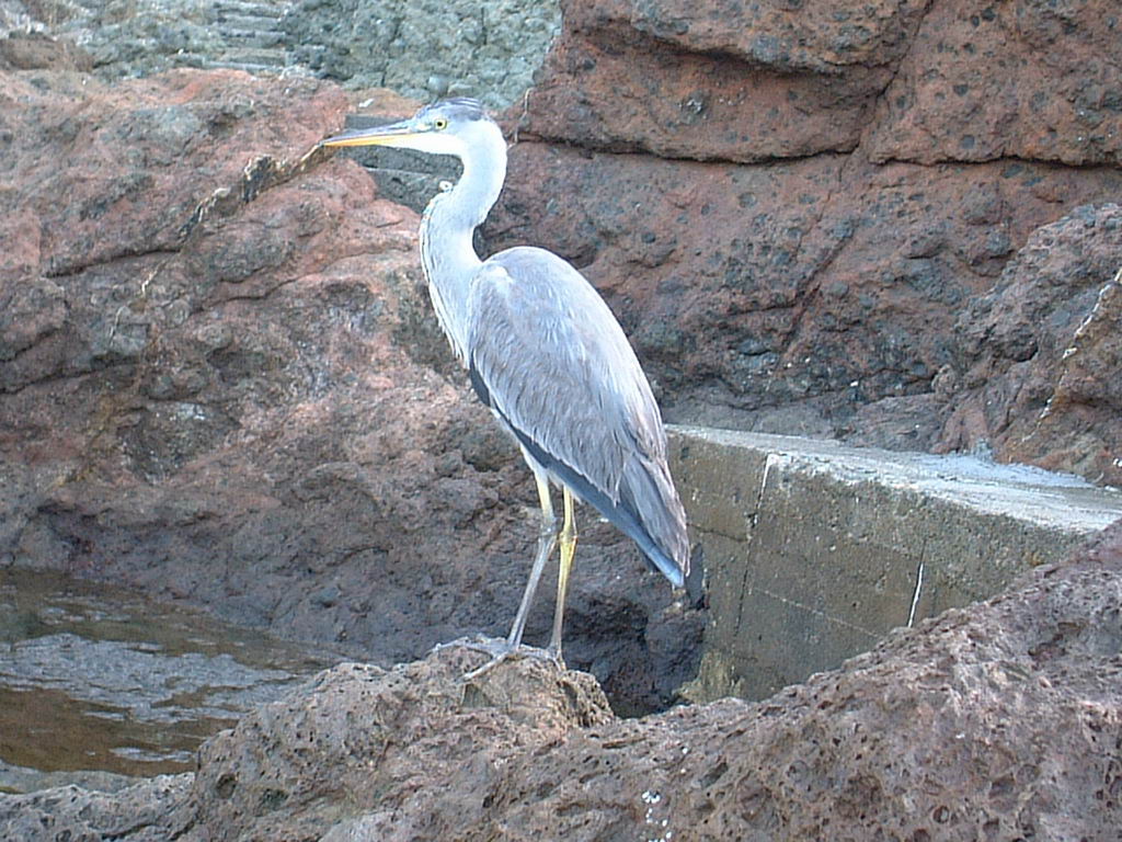 atlasavesinvernantesemigradoras