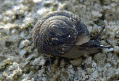 Caseolus hartungi hartungi