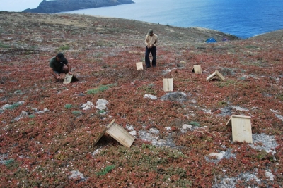 Colocação de abrigos para moluscos