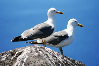 Gaivota-de-patas-amarelas