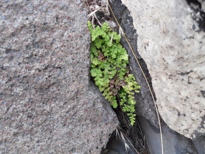 Adiantum_capillus_veneris