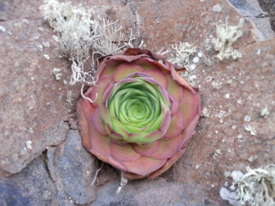 Aeonium_glandulosum2