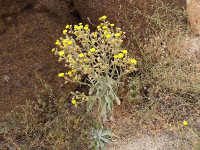 Andryala_glandulosa_glandulosa