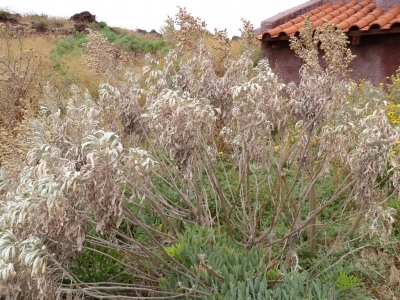 Artemisia_argentea