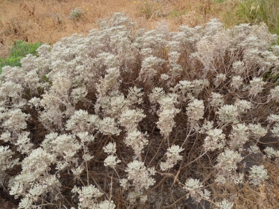 Artemisia_argentea1