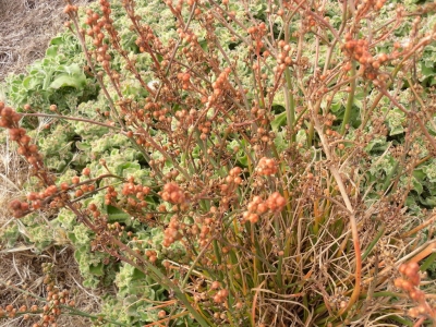 Asphodelus_phistolosus