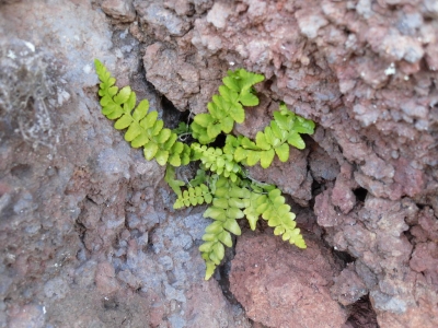 Asplenium_marinum