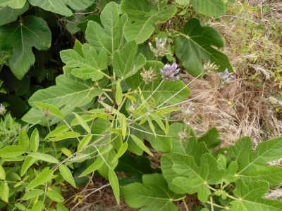 Bituminaria_bituminosa