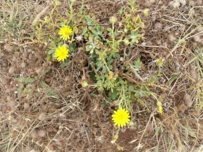 Calendula_maderensis