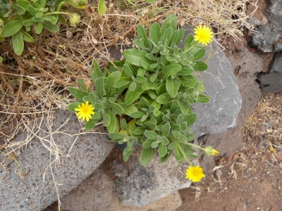 Calendula_maderensis 1