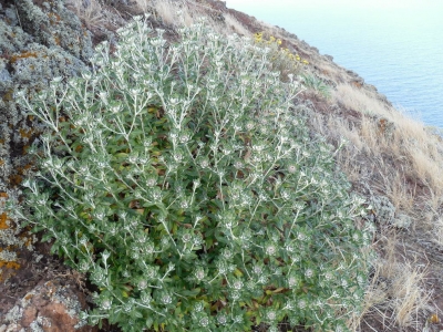 Carlina_salicifolia2