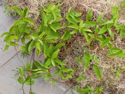 Convolvulus_ massonii