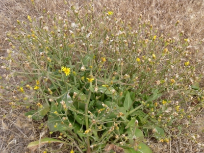 Crepis_vesicaria_haenseleri1