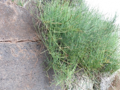 Ephedra_fragilis7