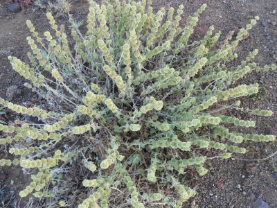 Marrubium_vulgaris