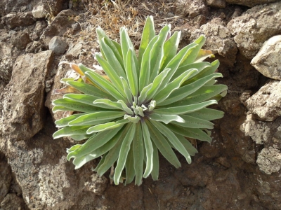 Matthiola_maderensis