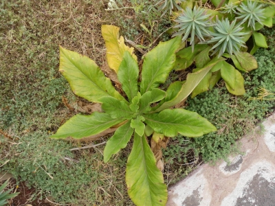 Musschia_isambertoi1