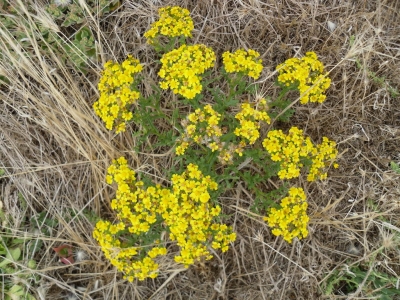 Senecio_incrassatus1