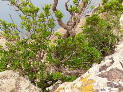 Sideroxylon_mirmulans10