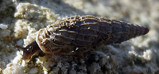 Boettgeria lowei_Ilhéu de cima