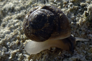 Caseolus punctulatus punctulatus