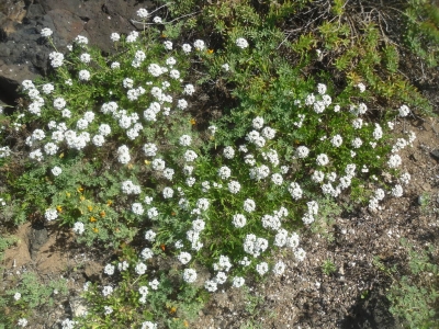 Lobularia