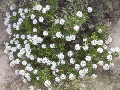 Lobularia
