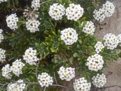 Lobularia