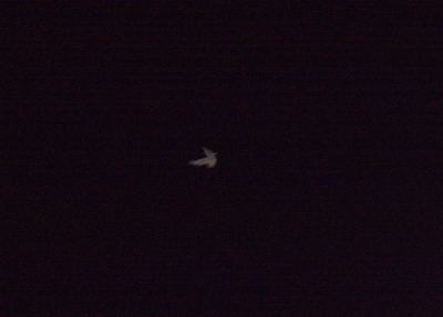 Underwater Nature Festival