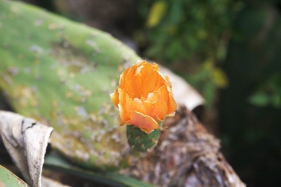 Underwater Nature Festival