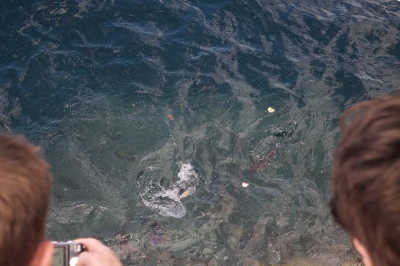 Underwater Nature Festival