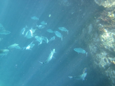 Underwater Nature Festival