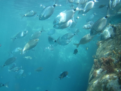 Underwater Nature Festival