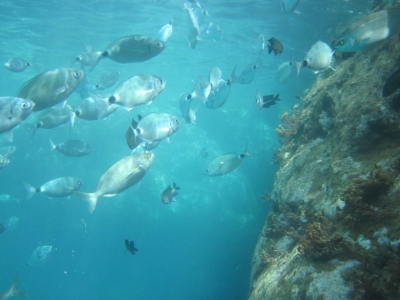 Underwater Nature Festival