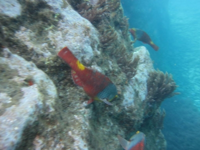 Underwater Nature Festival