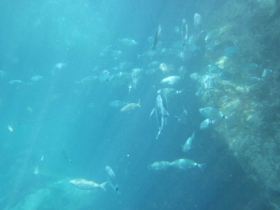 Underwater Nature Festival