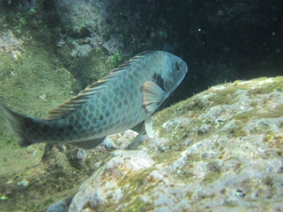 Underwater Nature Festival