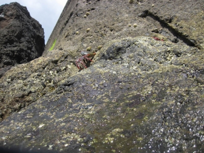 Underwater Nature Festival